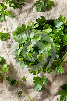 Raw Green Organic Italian Flat Leaf Parsley