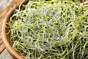 Raw Green Organic Onion Sprouts