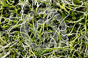 Raw Green Organic Onion Sprouts