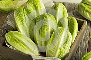 Raw Green Organic Romaine Lettuce