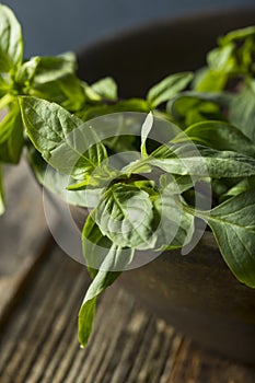 Raw Green Organic Thai Basil