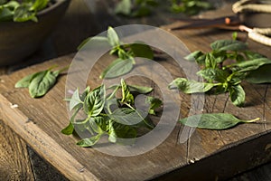 Raw Green Organic Thai Basil