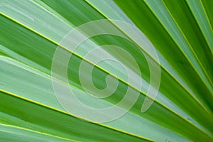 Raw Green Palm Leaves Beautiful Background Image 02.