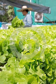 Raw Green Salad Lettuce Growing in Plastic Pipe in Hydroponics O