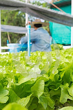 Raw Green Salad Lettuce Growing in Plastic Pipe in Hydroponics O