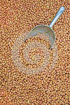 Raw groundnut with Stainless Steel Scoop half buried