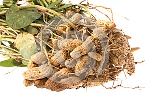 Raw Groundnuts Isolated