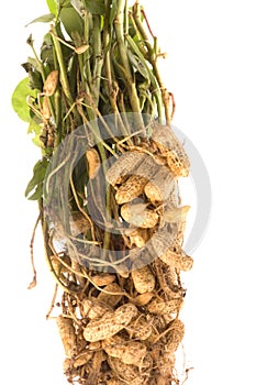 Raw Groundnuts Isolated