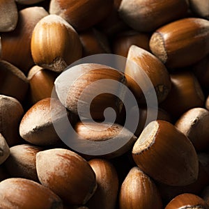 Raw hazelnuts in shells, agricultural harvest