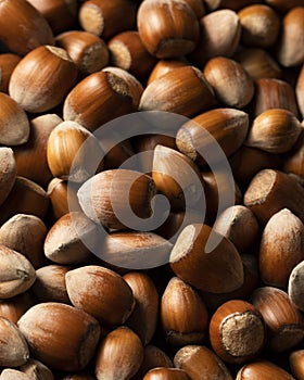 Raw hazelnuts in shells, agricultural harvest