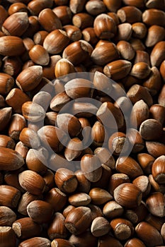 Raw hazelnuts in shells, agricultural harvest