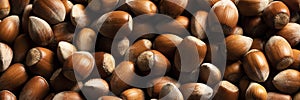 Raw hazelnuts in shells, agricultural harvest