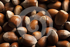 Raw hazelnuts in shells, agricultural harvest