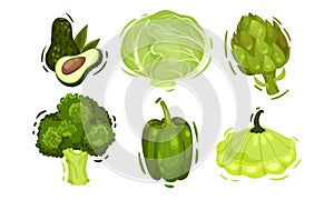 Raw Healthy and Vitaminic Green Vegetables with Cabbage and Bell Pepper Vector Set