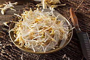 Raw Healthy White Bean Sprouts