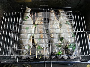 Raw with herbs filled trouts on the BBQ