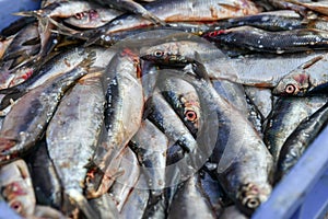 Raw herring in a box on the market