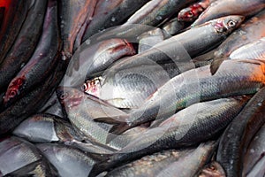 Raw herring in a box on the market