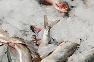 Raw herring in a box on the market