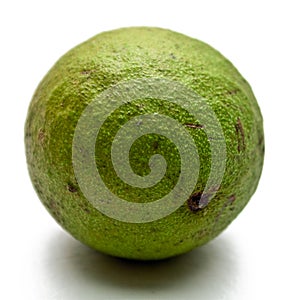 Raw hickory nut in green shell