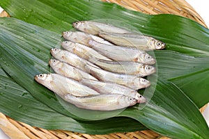 Raw honmoroko, japanese willow gudgeon