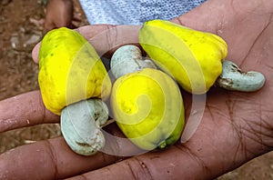 Raw indian cashewnuts with fruit. photo