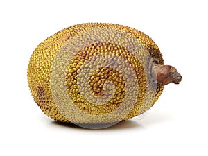Raw jackfruit