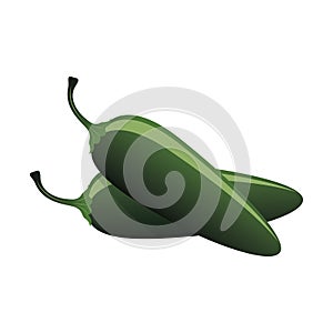 Raw jalapeno hot chilies. Vector Illustration photo