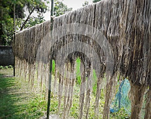 Raw jute fiber hanging for sun drying