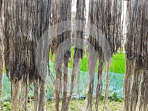 Raw jute fiber hanging for sun drying