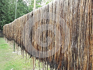 Raw jute fiber hanging for sun drying