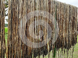 Raw jute fiber hanging for sun drying