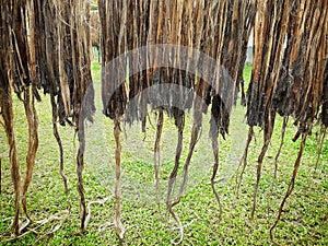 Raw jute fiber hanging for sun drying