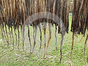 Raw jute fiber hanging for sun drying