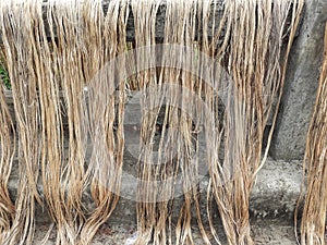 Raw jute fiber hanging for sun drying