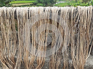 Raw jute fiber hanging for sun drying