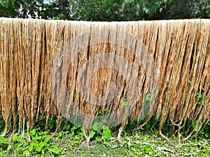 Raw jute fiber hanging under the sun for drying