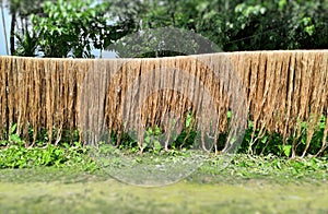 Raw jute fiber hanging under the sun for drying