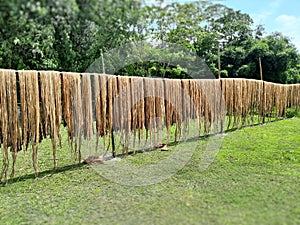 Raw jute fiber hanging under the sun for drying