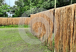 Raw jute fiber hanging under the sun for drying. Yellowish brown natural vegetable fiber