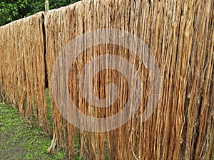 Raw jute fiber hanging under the sun for drying. Yellowish brown natural vegetable fiber