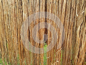 Raw jute fiber hanging under the sun for drying. Yellowish brown natural vegetable fiber