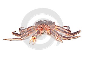 Raw kamchatkan crab on white