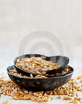 Raw Kamut grain in a metal bowls