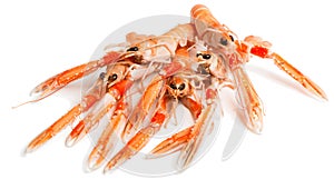 Raw langoustines, close-up. Nephrops L.
