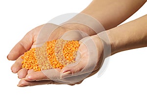 Raw lentils in hands