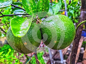 Raw lime fruits hanging on the tree