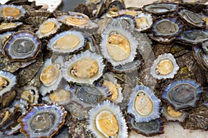 Raw limpets on display