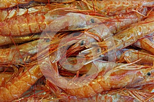 Raw live prawns