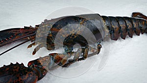 Raw lobster on ice